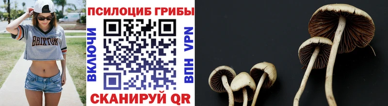 Псилоцибиновые грибы Psilocybe  Отрадный 